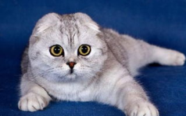 娱乐吃瓜酱折耳猫,网络红人的宠物日常与争议