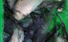 鲫鱼垂钓视频,视频教程与实战经验分享