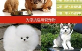 中国宠物网,市场现状、趋势与未来展望