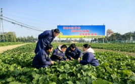 农业新闻,2025年农业科技革新与乡村振兴战略新进展综述