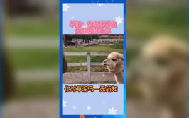 娱乐吃瓜羊,揭秘娱乐圈那些不为人知的幕后故事