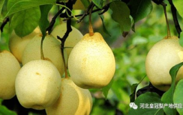 鸭梨价格,市场动态与趋势洞察”
