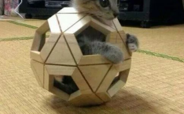 娱乐吃瓜酱猫叫喵喵喵,喵喵喵！娱乐吃瓜酱带你领略猫界趣味瞬间